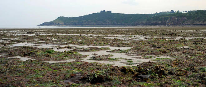 Algues Vertes Le Désastre Sétend De La Normandie à La