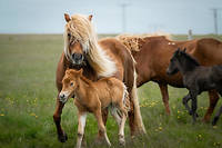 Islande&nbsp;: les chevaux avaient&nbsp;abus&eacute; du cannabis
