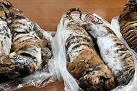 Vietnam&nbsp;: sept tigres congel&eacute;s dans le coffre d'une voiture