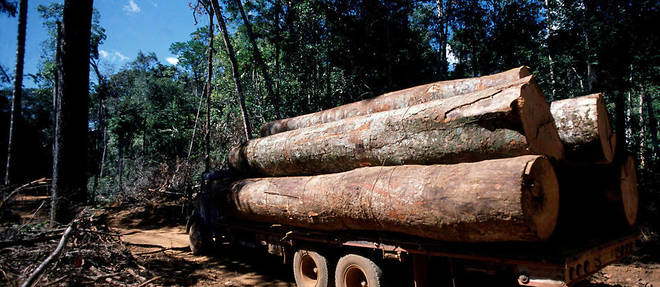 En Amazonie, la deforestation gagne toujours plus de terrain.