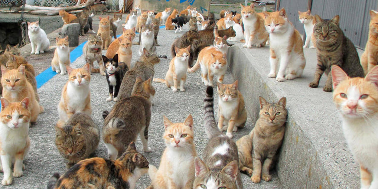 Japon Le Mystere De L Ile Aux Chats Resolu Le Point