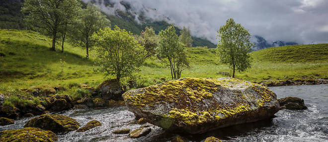 Le lichen pourrait etre contamine avec des substances toxiques. (Illustration)