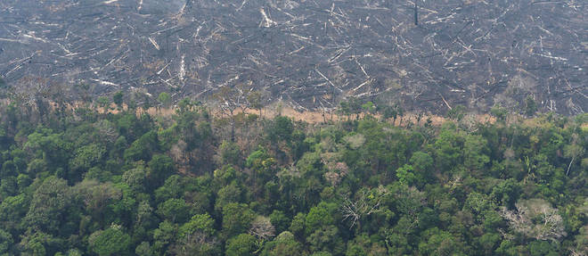 En Amazonie, quand une foret est defrichee, les troncs sont emportes, mais le reste de la vegetation est brule sur place pendant la saison seche, de juillet a novembre.