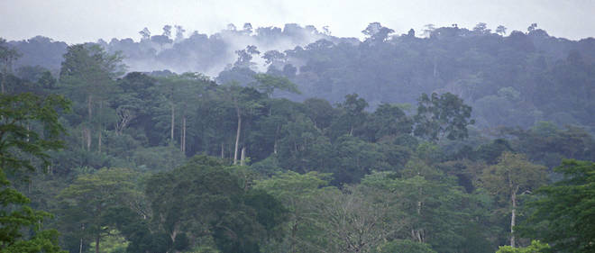 Parmi les forets menacees du 2e poumon de la terre, celle de Mayombe, au Congo. 