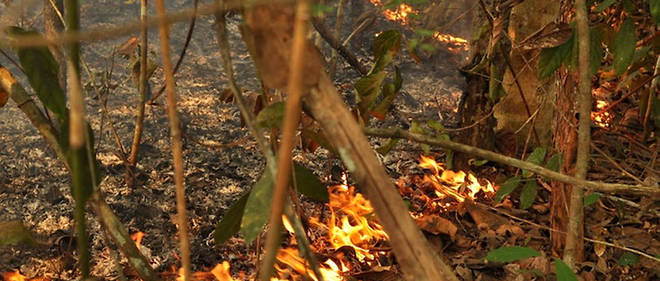 1 044 nouveaux departs de feu ont ete constates mardi dans tout le Bresil, dont plus de 50 % en Amazonie, a indique mercredi l'Institut national de recherche spatiale (INPE).