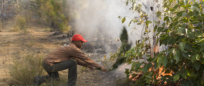Un agent des Eaux et forets de Madagascar s'evertue a eteindre un incendie.
 