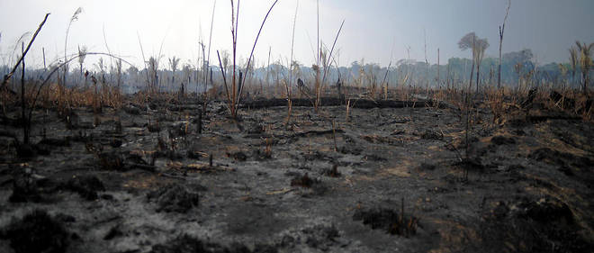 Une zone incendiee dans l'Etat de Rondonia au Bresil. 