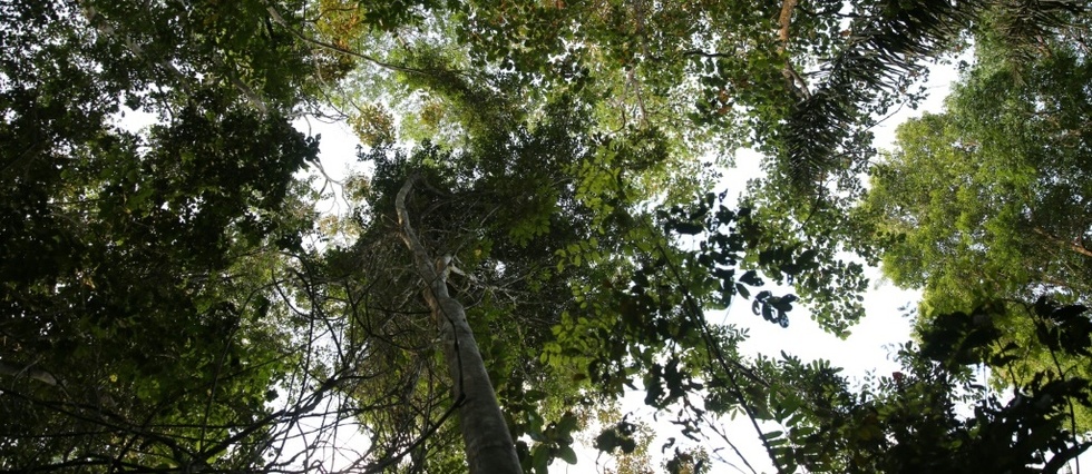 Deforestation en Amazonie: la Guyane surtout menacee par l'orpaillage