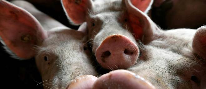 Les Philippines confirment de premiers cas de peste porcine