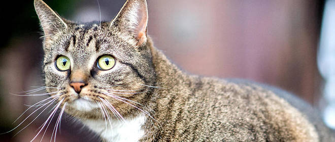 Des chercheurs de l'universite de l'Oregon ont etudie plus de 100 chats et chatons.