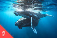 Des baleines adaptent leur communication pour prot&eacute;ger leurs b&eacute;b&eacute;s