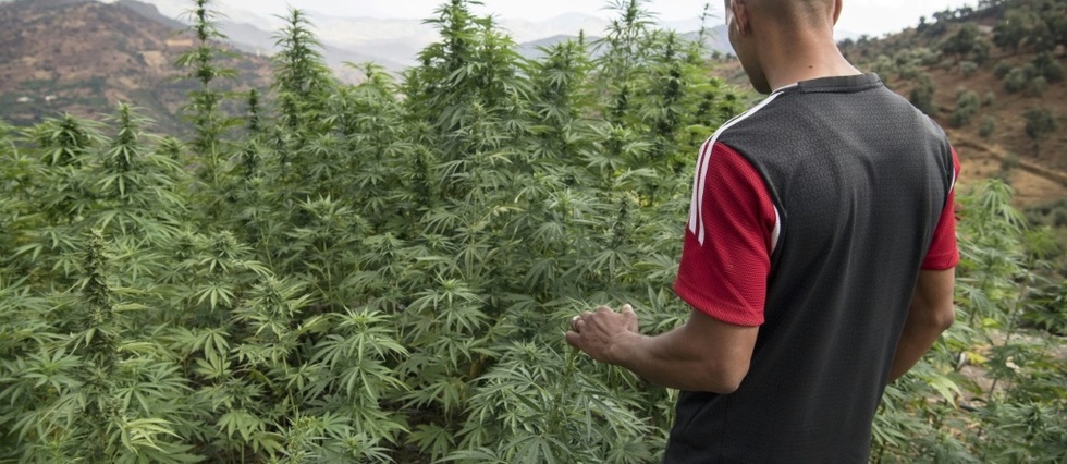 Au Maroc, le cannabis "terroir" supplante par les hybrides