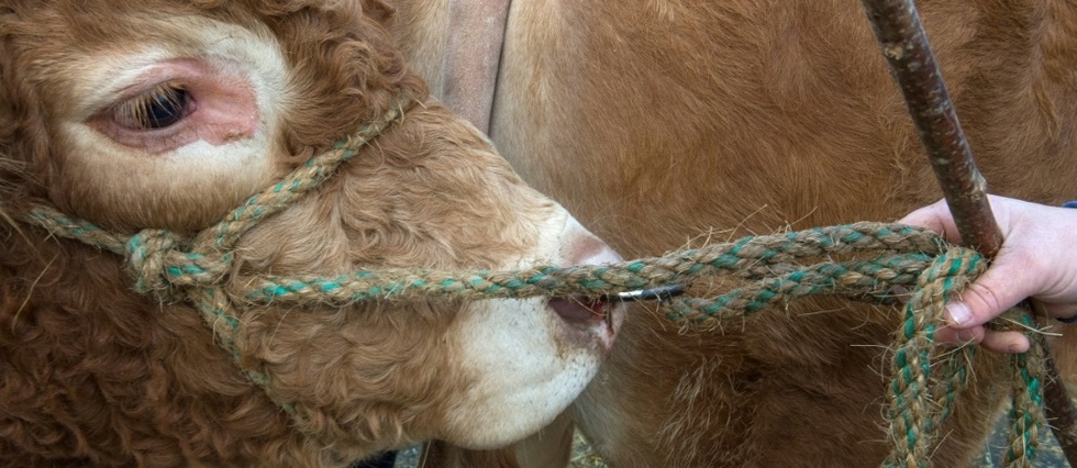 "Sans herbe ni soleil": dans la Vienne, une "ferme-usine" de 1.200 bovins en eaux troubles