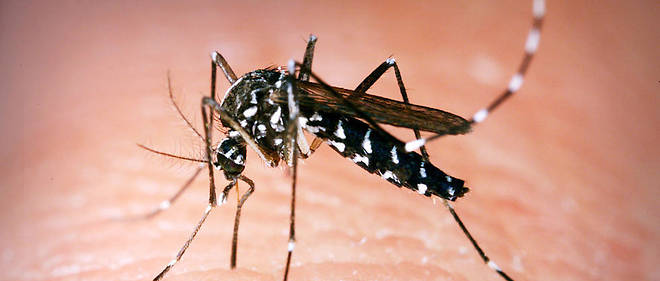 L'Organisation mondiale de la sante ecrit sur son site internet que << la dengue est transmise par la piqure du moustique Aedes porteur de l'un des quatre virus de la dengue >>. Photo d'illustration. 