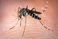 Un cas de dengue transmise sexuellement diagnostiqu&eacute; en Espagne