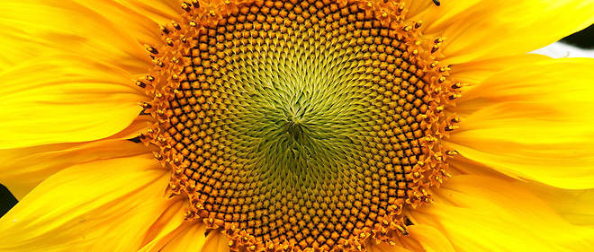 Les graines de la fleur de tournesol s'organisent en spirales qui tournent vers la droite (34 ou 55) ou vers  la gauche (55 ou 89). Des nombres que l'on retrouve dans la suite  de Fibonacci.