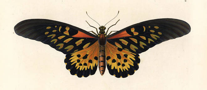 Au XXIe siecle, Papilio antimachus, plus grand papillon d'Afrique, recele encore des mysteres.