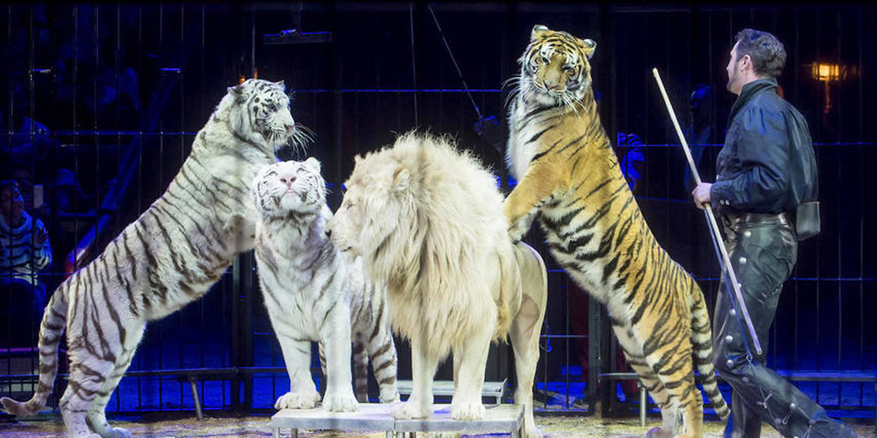 Paris Les Spectacles D Animaux Sauvages Interdits Dans Les Cirques Des Le Point