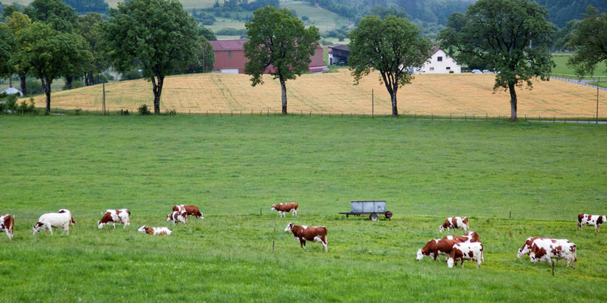 Seine Maritime Une Douzaine De Vaches Tuees Par Un Train Le Point