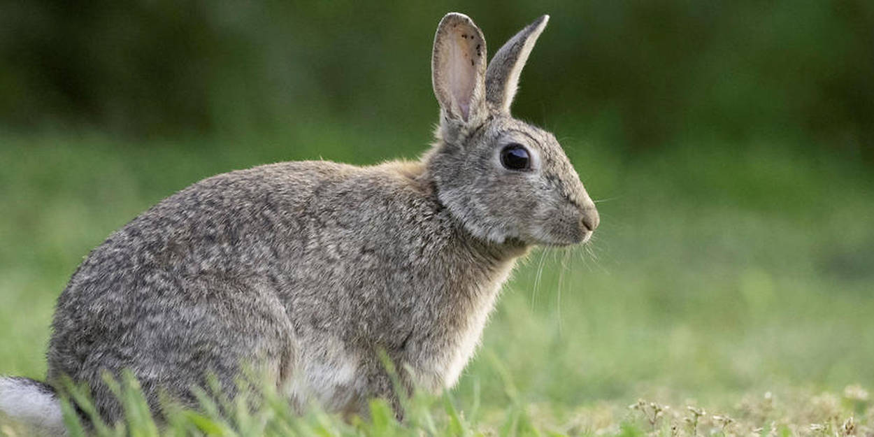 Chine un chasseur mange un lapin sauvage et contracte la peste