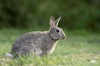 Chine&nbsp;: un chasseur mange un lapin sauvage et contracte la peste bubonique