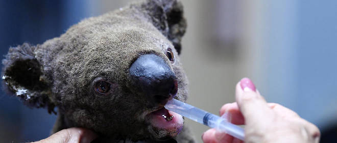 Le Koala Hospital de Port Maquarie (Australie) soigne plusieurs dizaines de koalas blesses par les incendies. (Photo d'illustration.)