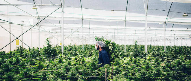 Vue d'une ferme de cannabis de l'entreprise Israel Medical Cannabis.
