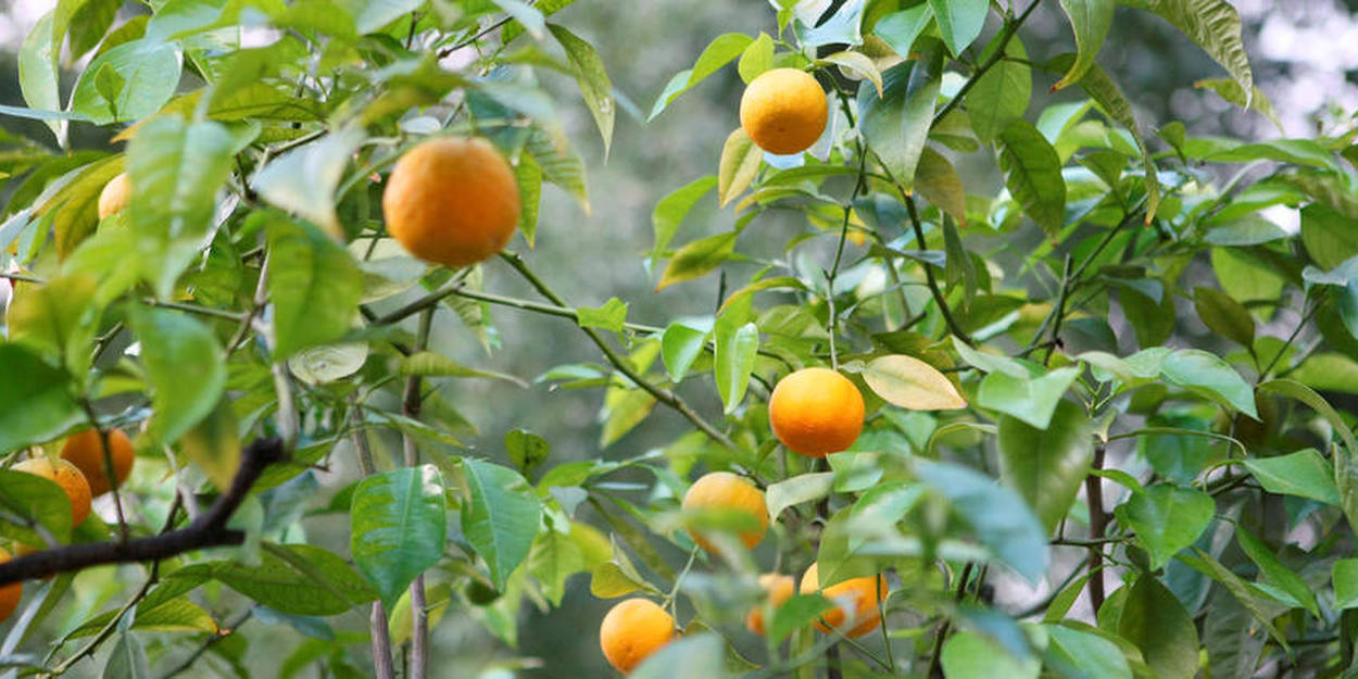 Floride : la maladie « du dragon jaune » ravage les orangers