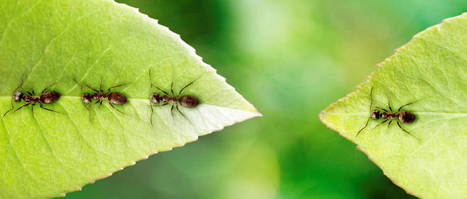 "Chez les fourmis, la perception de la densite depend de la frequence des contacts entre les individus."
