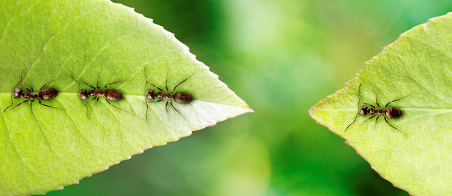 "Chez les fourmis, la perception de la densite depend de la frequence des contacts entre les individus."
