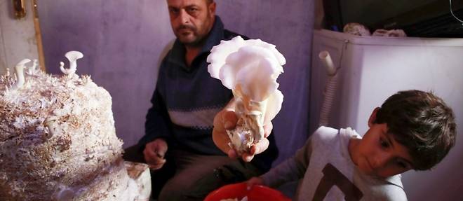 Dans le nord-ouest syrien, la culture de champignons pour remplacer la viande