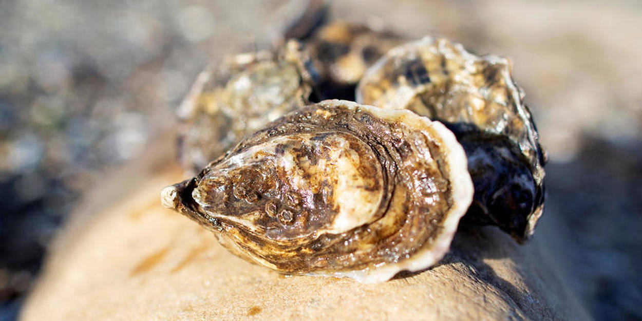 Déguster des huîtres dans le Golfe du Morbihan
