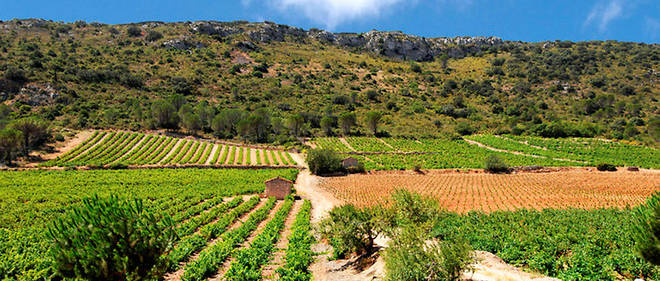 Le vignoble catalan propose desormais une majorite de vins secs, rouges de gastronomie, sans sucre, ronds, charnus, epices avec une certaine fraicheur des que l'on grimpe sur les coteaux.
