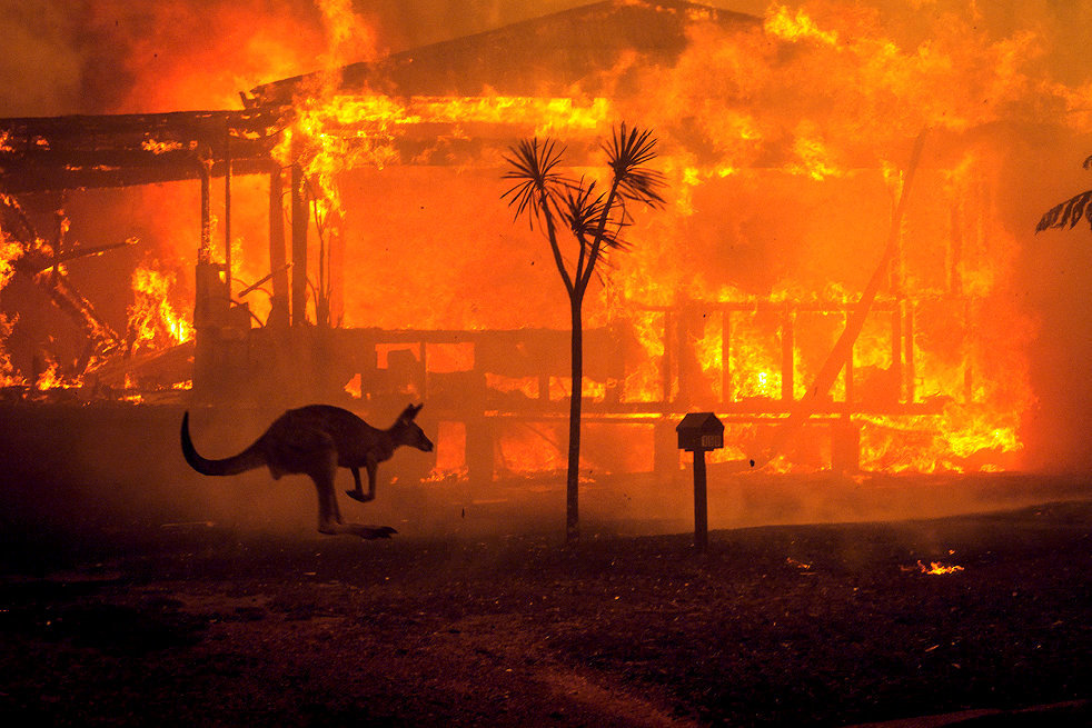 
        Danger de mort. Un kangourou fuit devant une maison en flammes aux abords du lac Conjola (Nouvelle-Galles du Sud), le 31 decembre 2019.