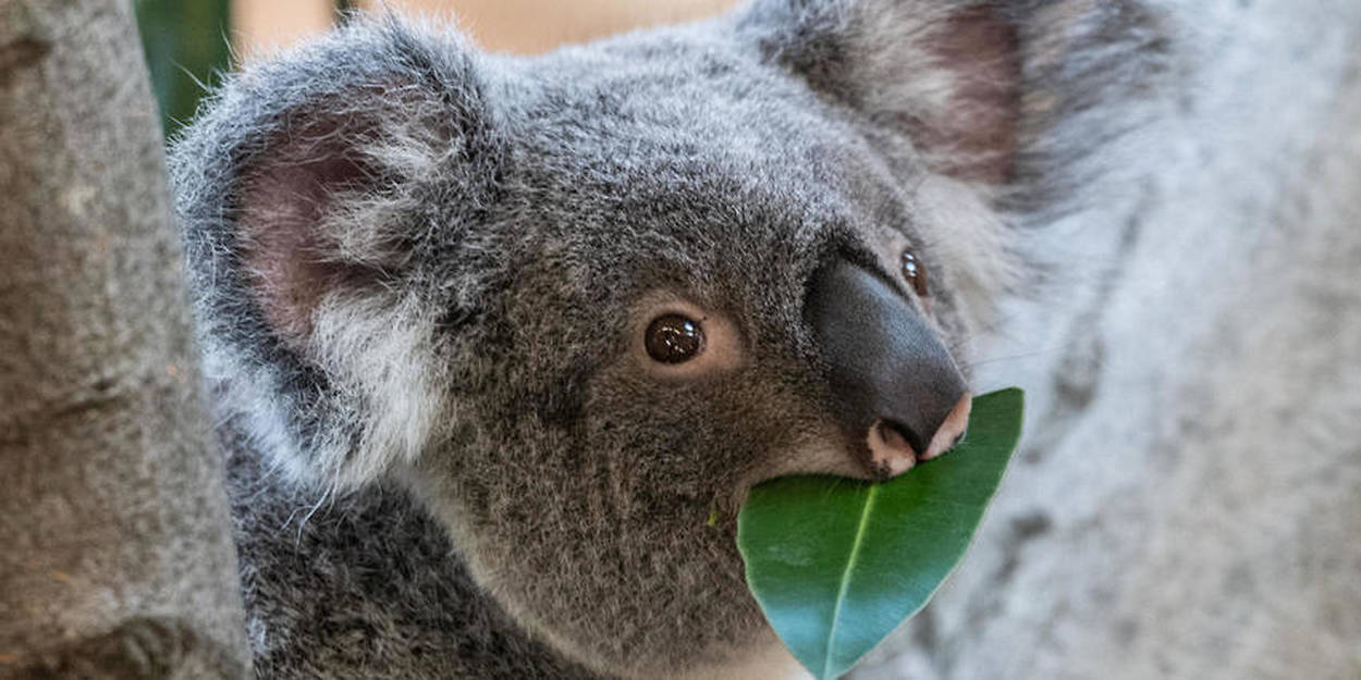 Tout ce qu'il faut savoir sur le koala, emblème de l'Australie : Femme  Actuelle Le MAG