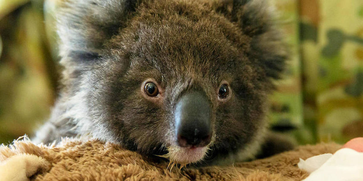 Incendies En Australie Pourquoi On Ne S Interesse Qu Aux Koalas Le Point