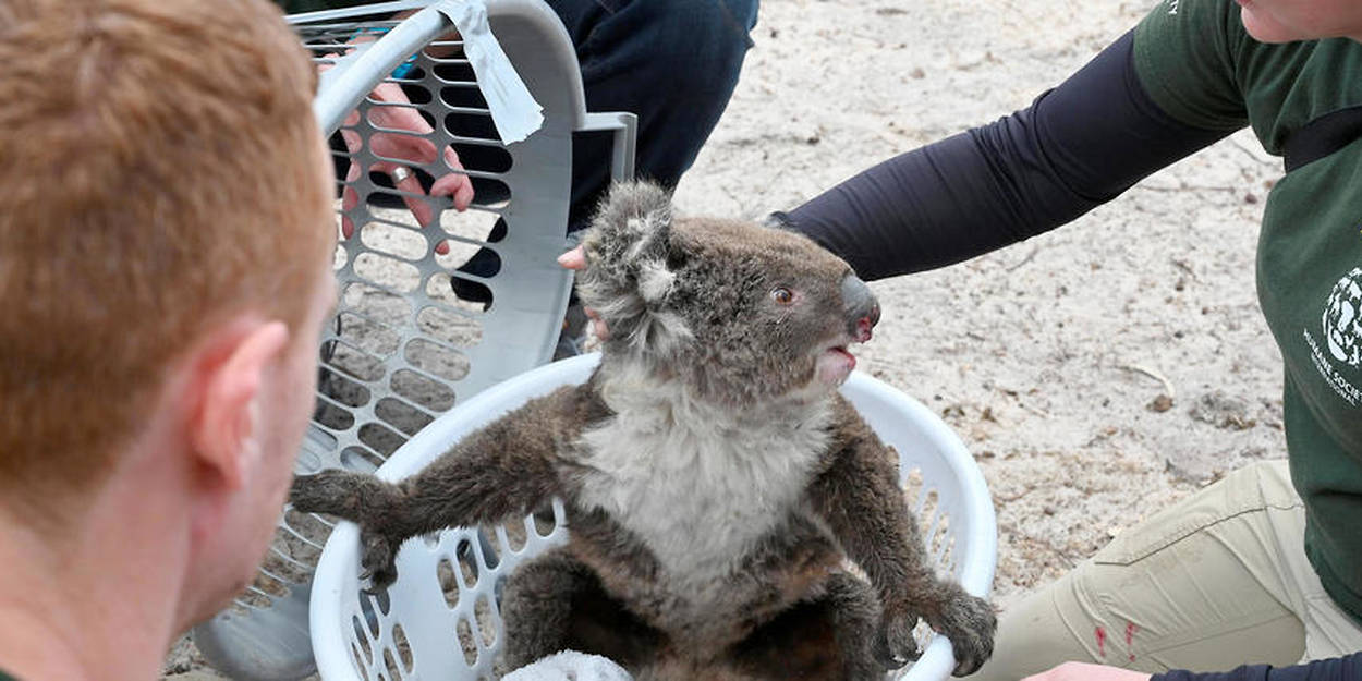 Résultat de recherche d'images pour "koala australie"