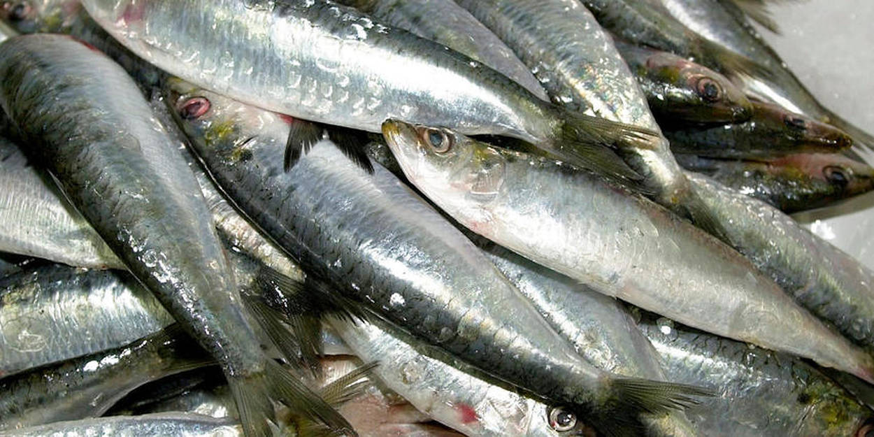 Dans le Finistère, ils veulent comprendre pourquoi les sardines  rétrécissent