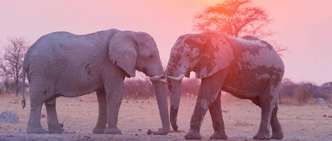 135 000 elephants se trouvent en liberte au Botswana (illustration).
