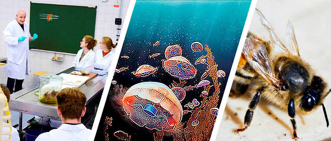 Sciences &ndash; Des meduses bioniques pour mieux comprendre les oceans