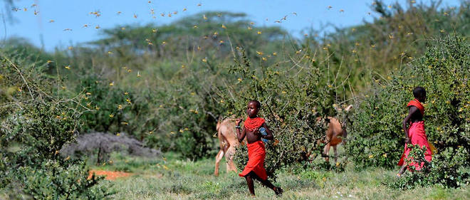 Des enfants dans un champ du village kenyan de Larisoro, attaque par les criquets pelerins, le 21 janvier 2020. 
