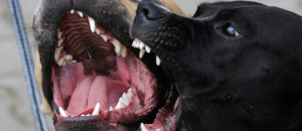 Reeduquer les chiens agressifs par la salive? La methode questionne