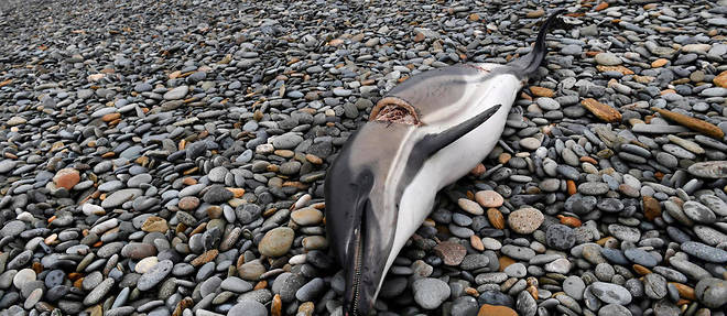 11 200 dauphins communs, sur les 200 000 que compte le golfe de Gascogne, seraient morts au total en 2019 (photo d'illustration). 
