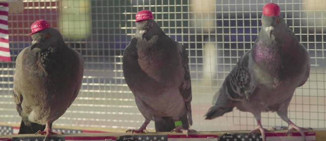 Le groupe P.U.T.I.N. a coiffe des pigeons avec des casquettes << Make America Great Again >> et des moumoutes de Donald Trump.
