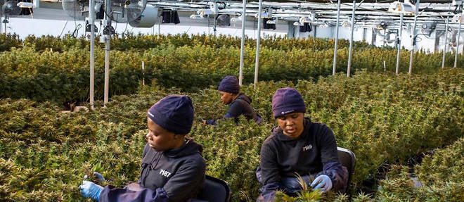 Comme ici au Lesotho, bientot le cannabis sera recolte au Malawi.  
