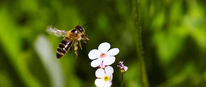 Les pesticides mettent en danger les bébés abeilles - Le Point