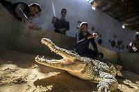 Les crocodiles du Nil, animaux de compagnie des Nubiens d'Assouan