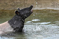 Br&eacute;sil&nbsp;: un tapir sauvage na&icirc;t pour la premi&egrave;re fois en plus d'un si&egrave;cle