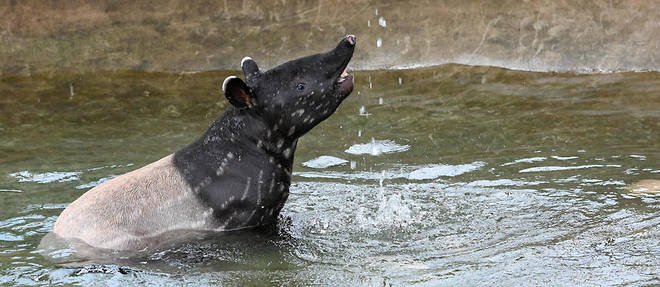 Un premier bebe tapir serait ne en janvier et un autre pourrait bientot naitre. (Illustration)
