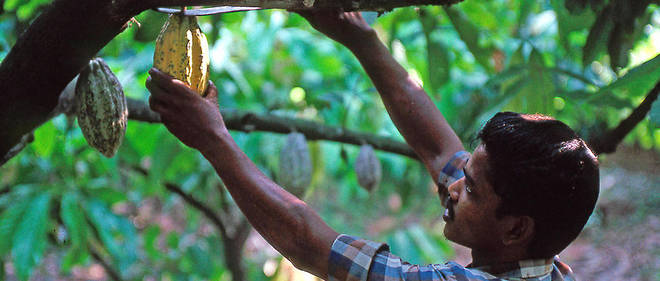 50 millions de personnes vivent de la production de cacao a travers le monde. (Illustration)
